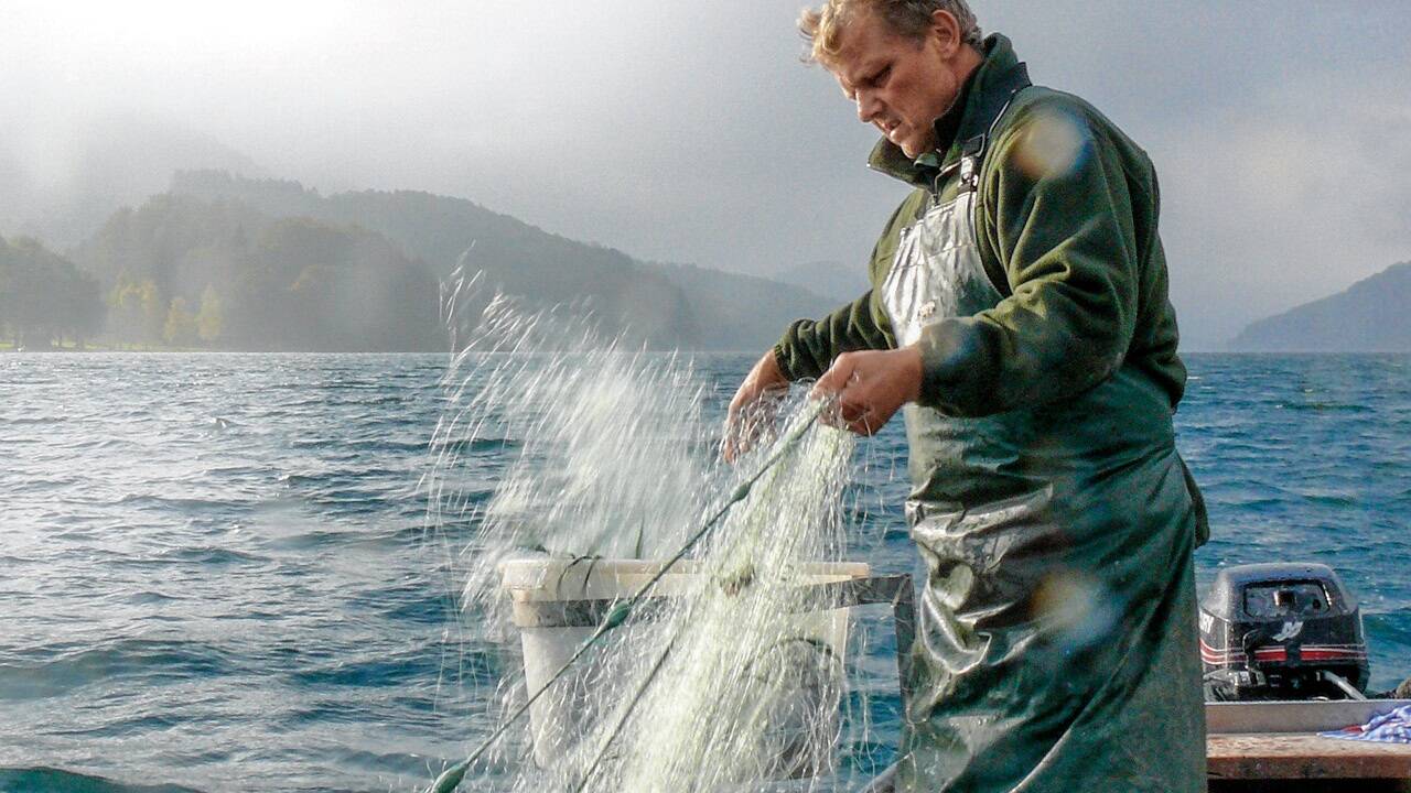 In der Früh holen die Fuschlsee-Fischer die Netze ein. 