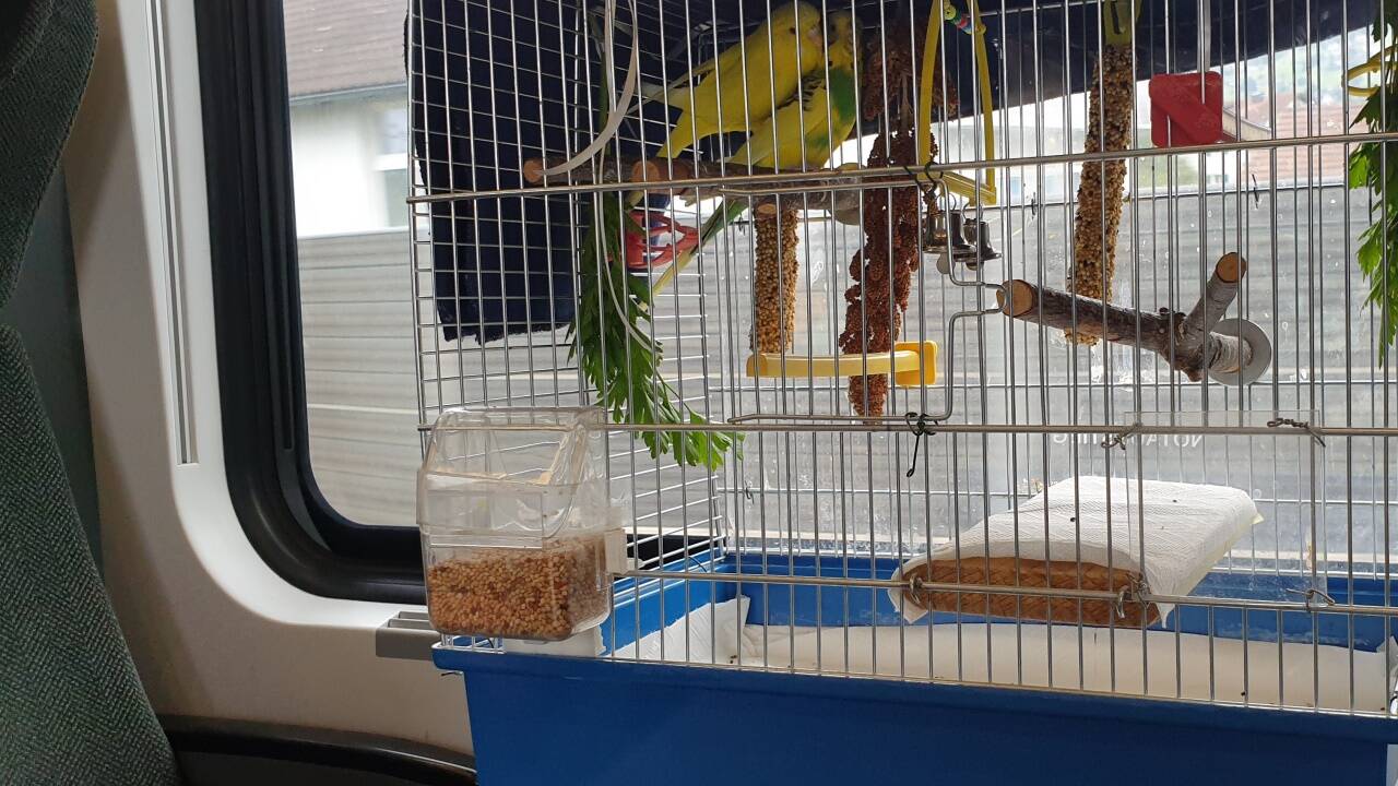 Birds on board: Die zwitschernden Zuggäste Flavius (gelb) und Kükilein (gelbgrün) unterwegs mit den ÖBB.  