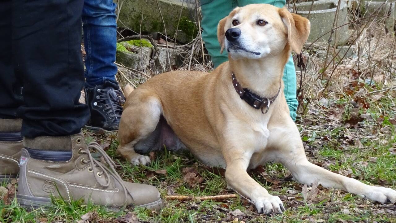 Einfach mal die Umgebung erkunden – das ist Gesundheitsvorsorge auch für den Hund. Einfach mal die Umgebung erkunden – das ist Gesundheitsvorsorge auch für den Hund.