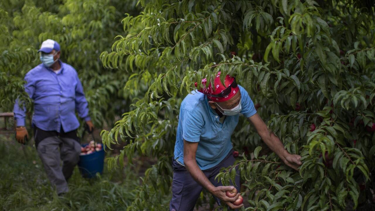 Bulgarische Saisonarbeiter bei der Ernte von Nektarinen in Fraga.  