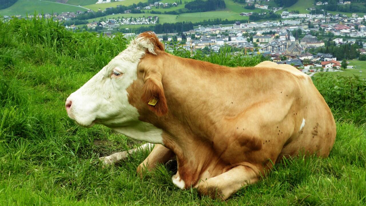 Die Kuh auf dem Hahnbaum genießt das frische Gras, die Ruhe – und hat den Überblick 