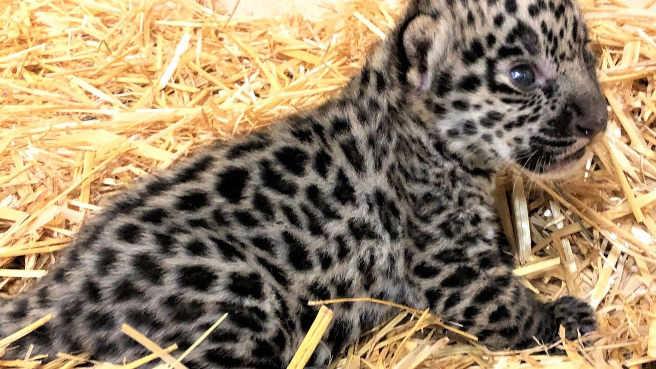 Das frisch geborene Jaguar-Junge erkundet seine Umgebung.  