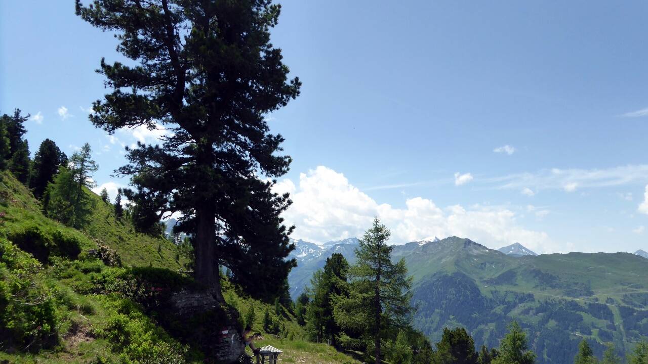 Unübersehbar: Hier führt der Zirbenweg vorbei.  