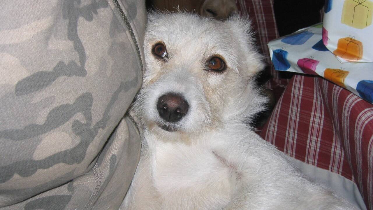 Ist die Position des Hundes im Rudel niedrig, spricht nichts gegen Streicheleinheiten auf dem Schoß. Ist die Position des Hundes im Rudel niedrig, spricht nichts gegen Streicheleinheiten auf dem Schoß.