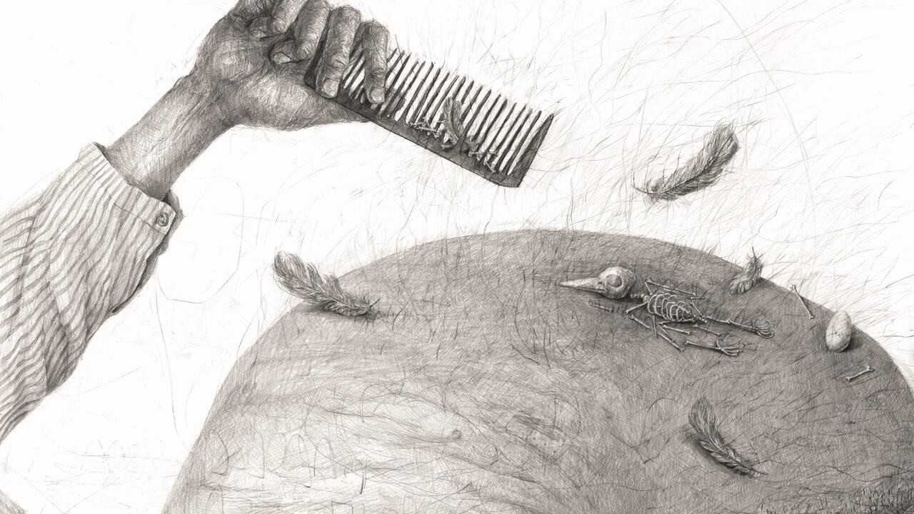 „Kamm“ von Stefan Zsaitsits, Graphit auf Karton. 
