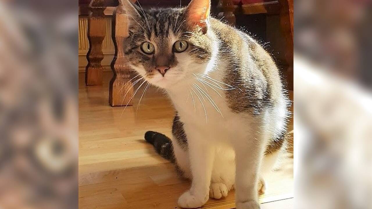 Katzen (hier Kater Clooney) sind allgemein anspruchsvoll. Das gilt besonders für ihr stilles Örtchen. Katzen (hier Kater Clooney) sind allgemein anspruchsvoll. Das gilt besonders für ihr stilles Örtchen.