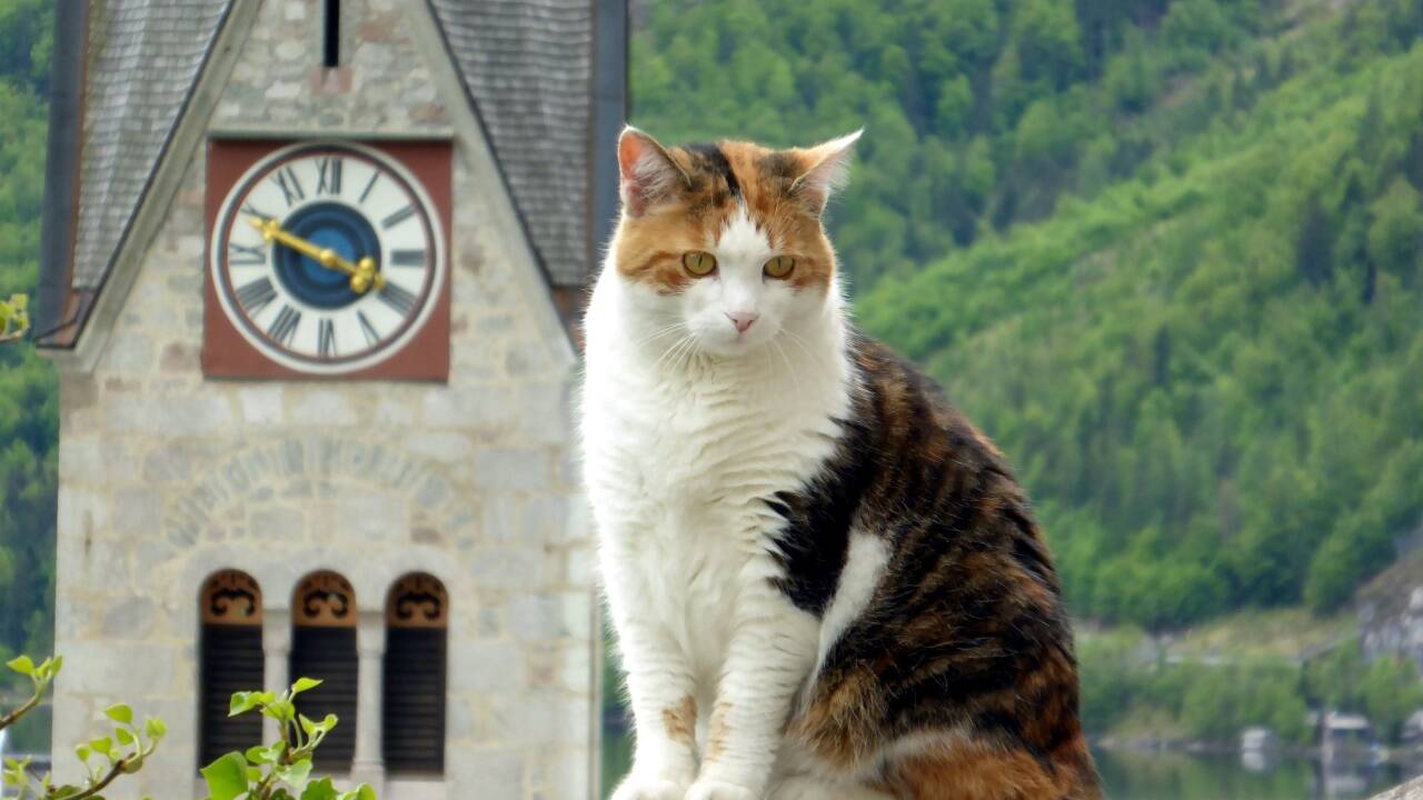 Die Friedhofskatze von Hallstatt. 