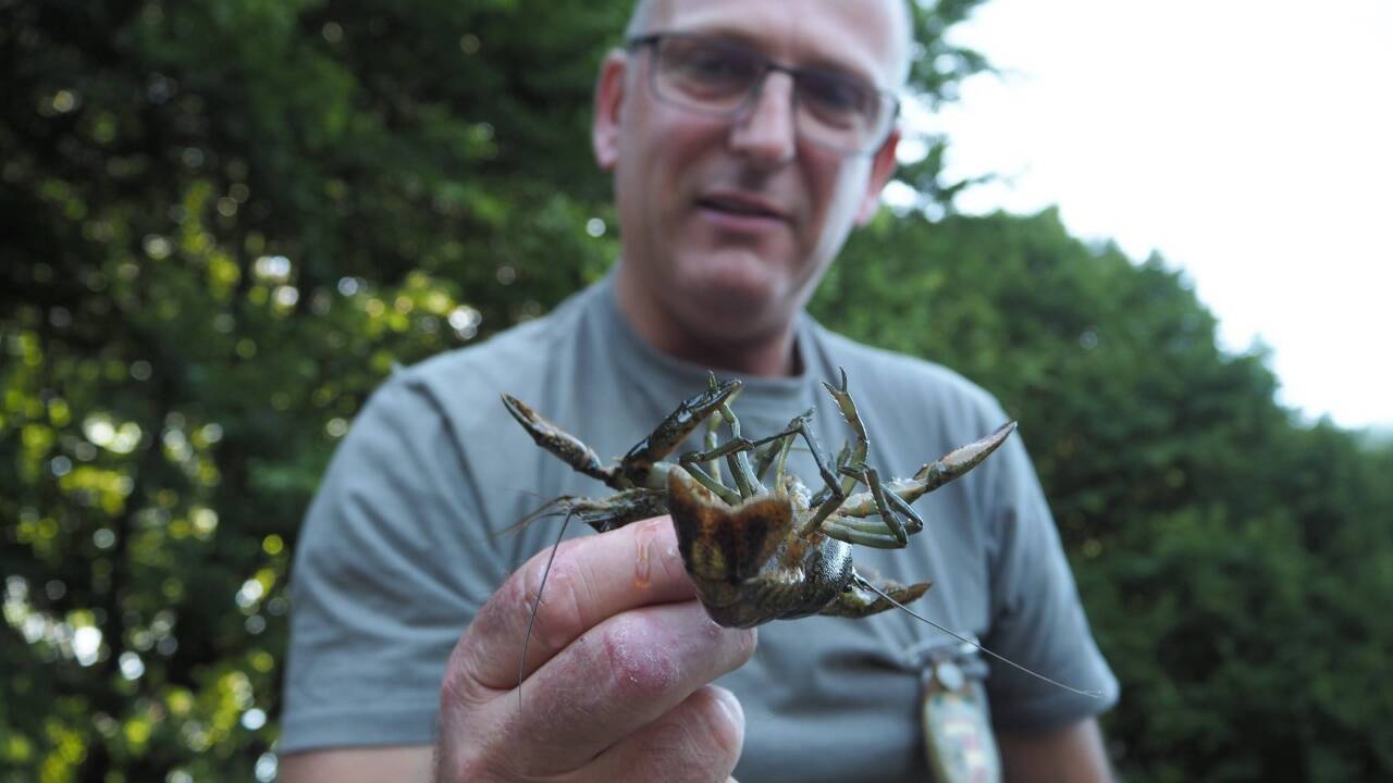 Die Lieferinger Fischer haben mit der Krebsplage im Karlsbader Weiher bei den Salzachseen zu kämpfen. 