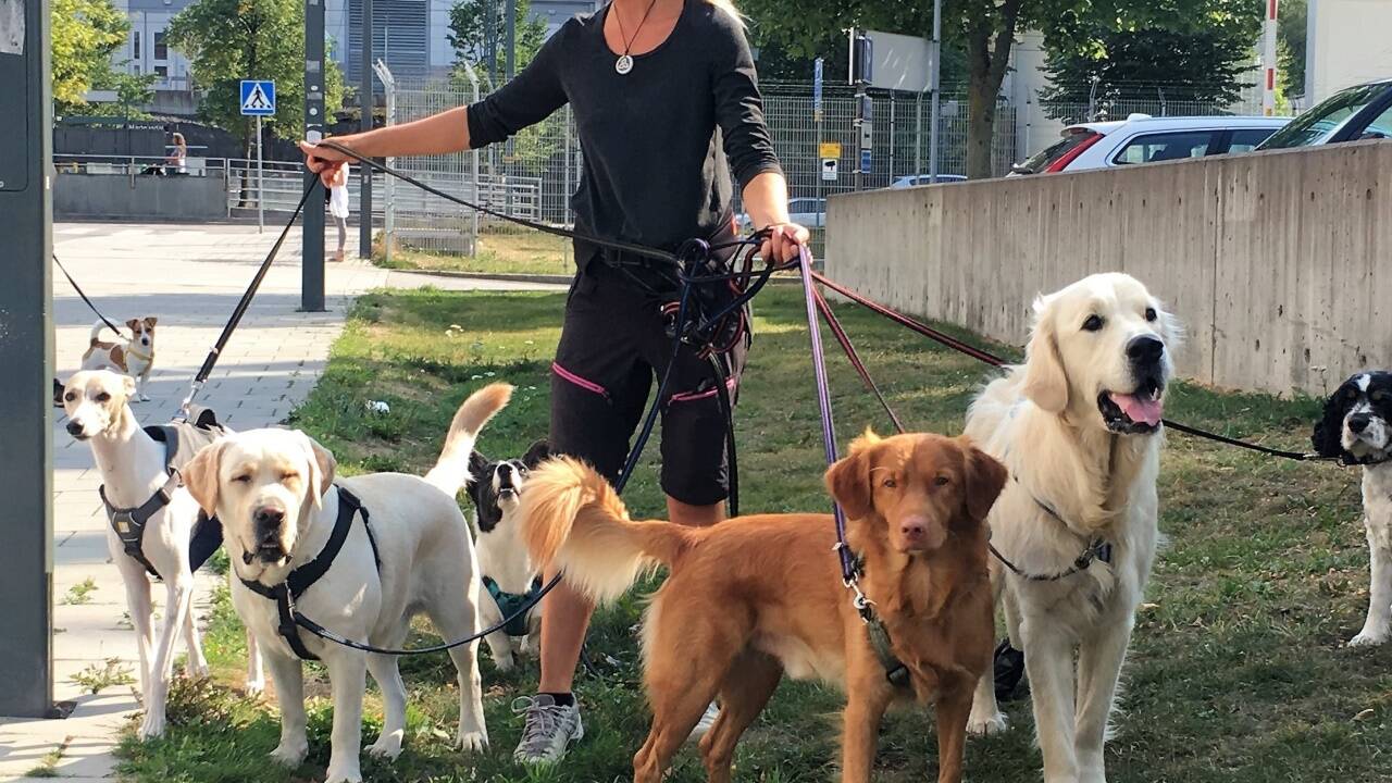 Auch für Hundehalter stellt sich die Frage: Wie halte ich es mit dem Impfen der Tiere? Auch für Hundehalter stellt sich die Frage: Wie halte ich es mit dem Impfen der Tiere?