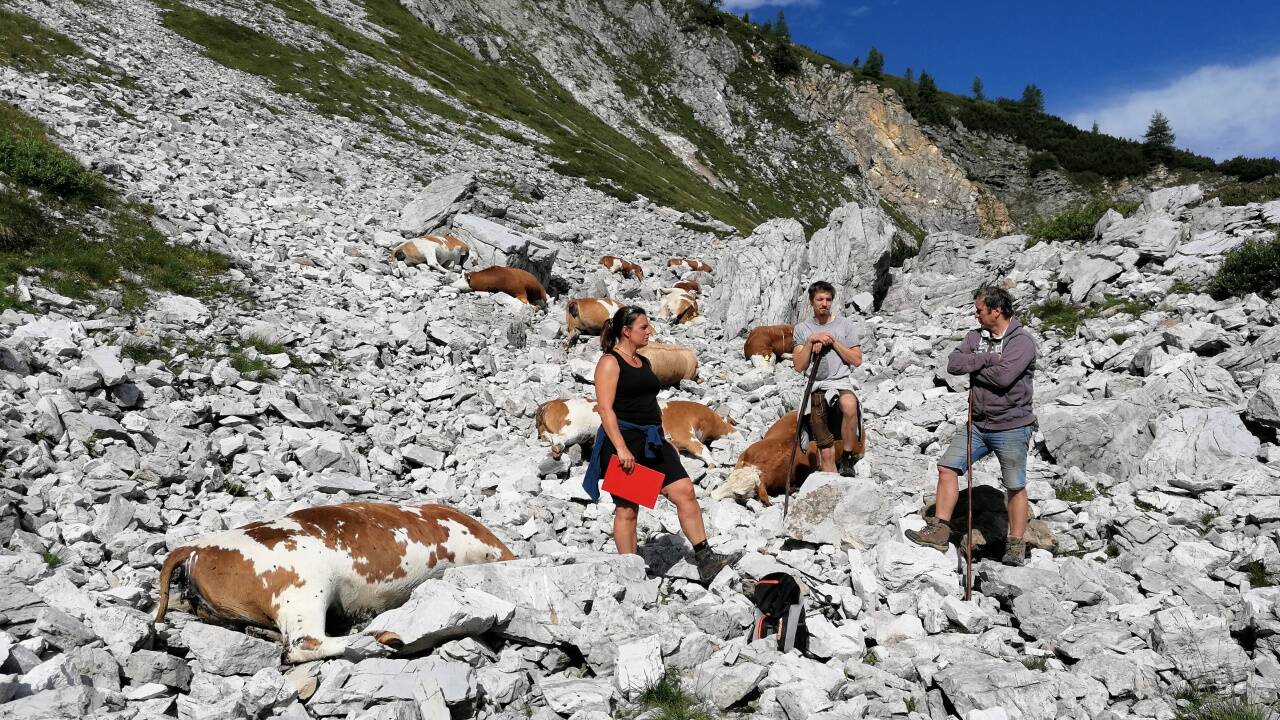 16 Rinder wurden in Untertauern im Bereich der Gnadenalm vom Blitz getötet. Im Bild: Amtstierärztin Judith Sichler mit den beiden betroffenen Landwirten. 