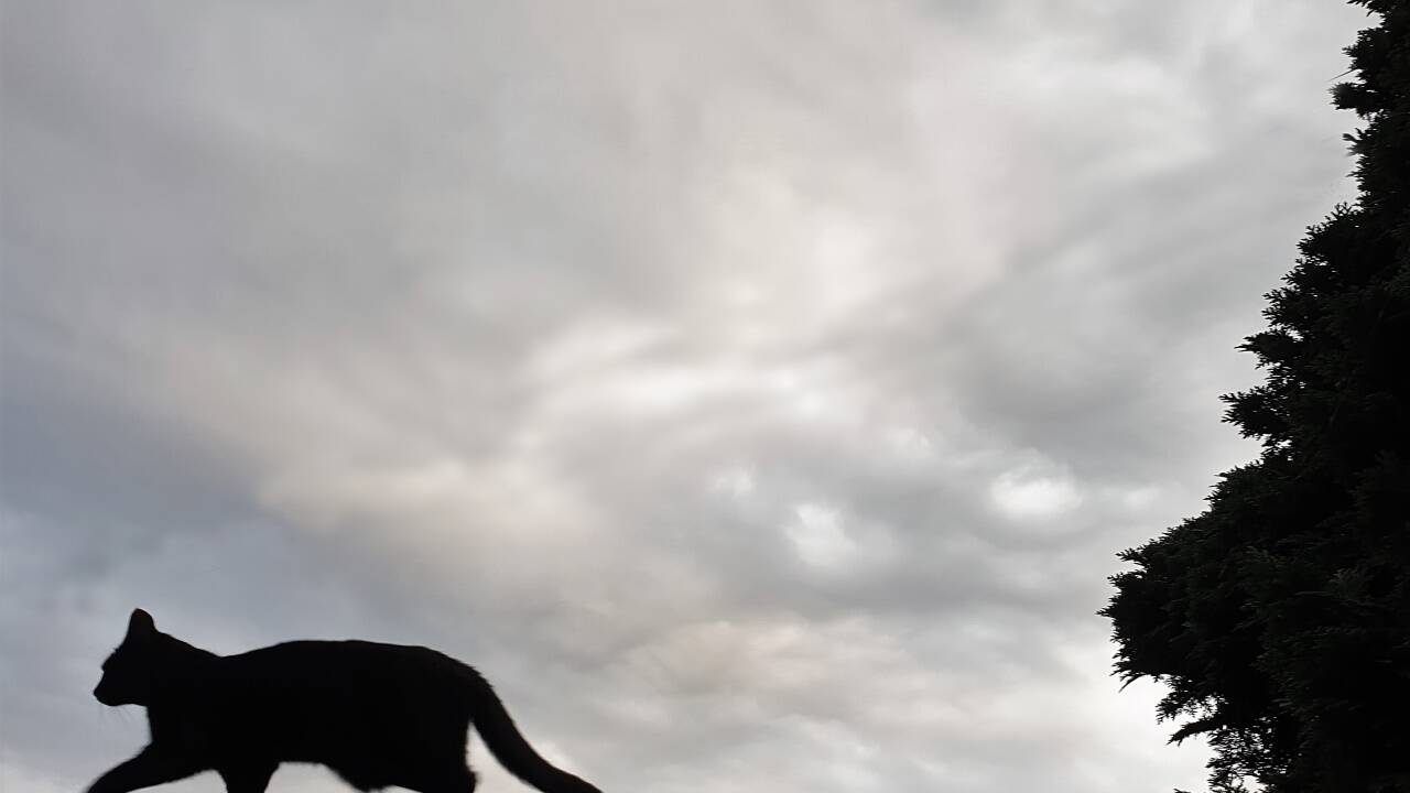 Neigt sich der Tag dem Ende zu, drehen viele Katzen ihre immer gleiche Runde. Neigt sich der Tag dem Ende zu, drehen viele Katzen ihre immer gleiche Runde.