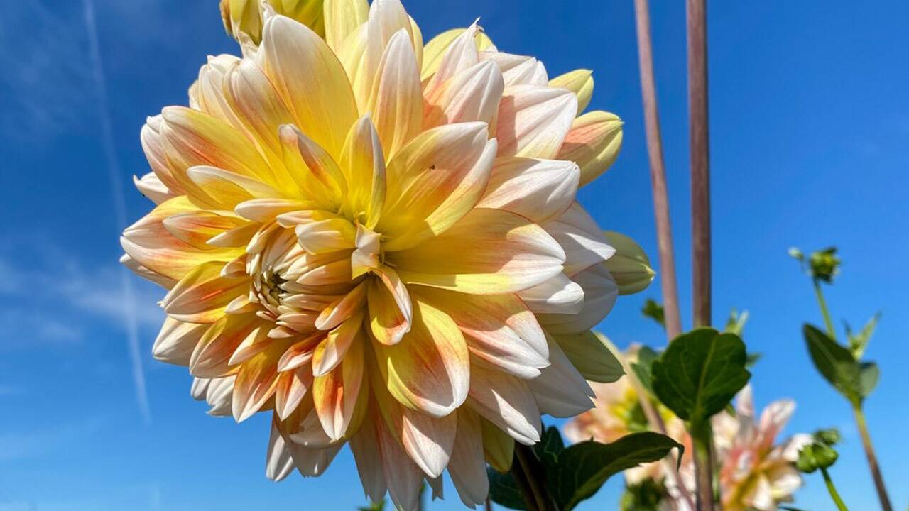 Eine typische Blume des Herbstes ist die Dahlie.  Eine typische Blume des Herbstes ist die Dahlie.