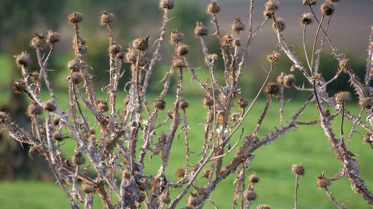 Nur wer jetzt nicht alles kurz und klein schneidet, hat die Chance, sich an solchen Herbstbildern zu erfreuen. Erfreut sind auch Insekten, die in hohlen Stängeln den Winter überdauern können.  