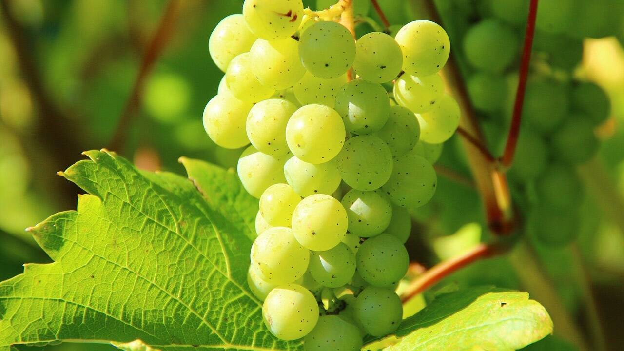 Auch Obstgehölze wie Apfelbaum, Zwetschke oder Wein können nun gepflanzt werden. 