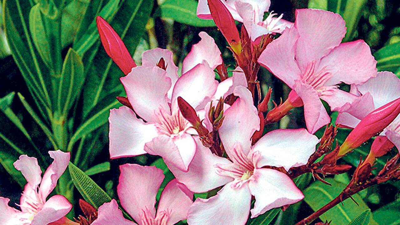 Oleander ist eine beliebte Kübelpflanze. Auch wenn das Winterquartier nicht optimal ist – die Pflanzen überleben meist. Ob sie dann schön sind, ist eine andere Frage. 