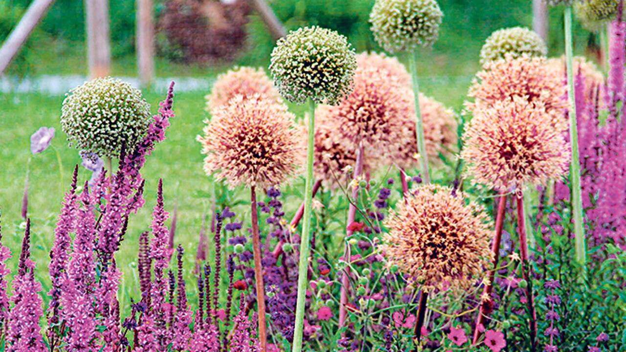 Für winterharte Stauden und Zwiebelblumen, im Bild Blutweiderich mit schon verblühtem Zierlauch, herrschen jetzt ideale Pflanzbedingungen. 