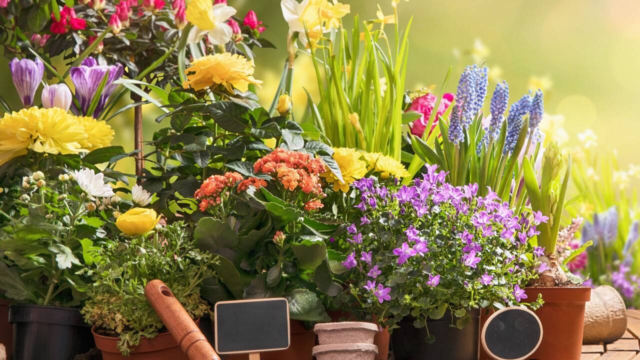 Gartenfreude.  