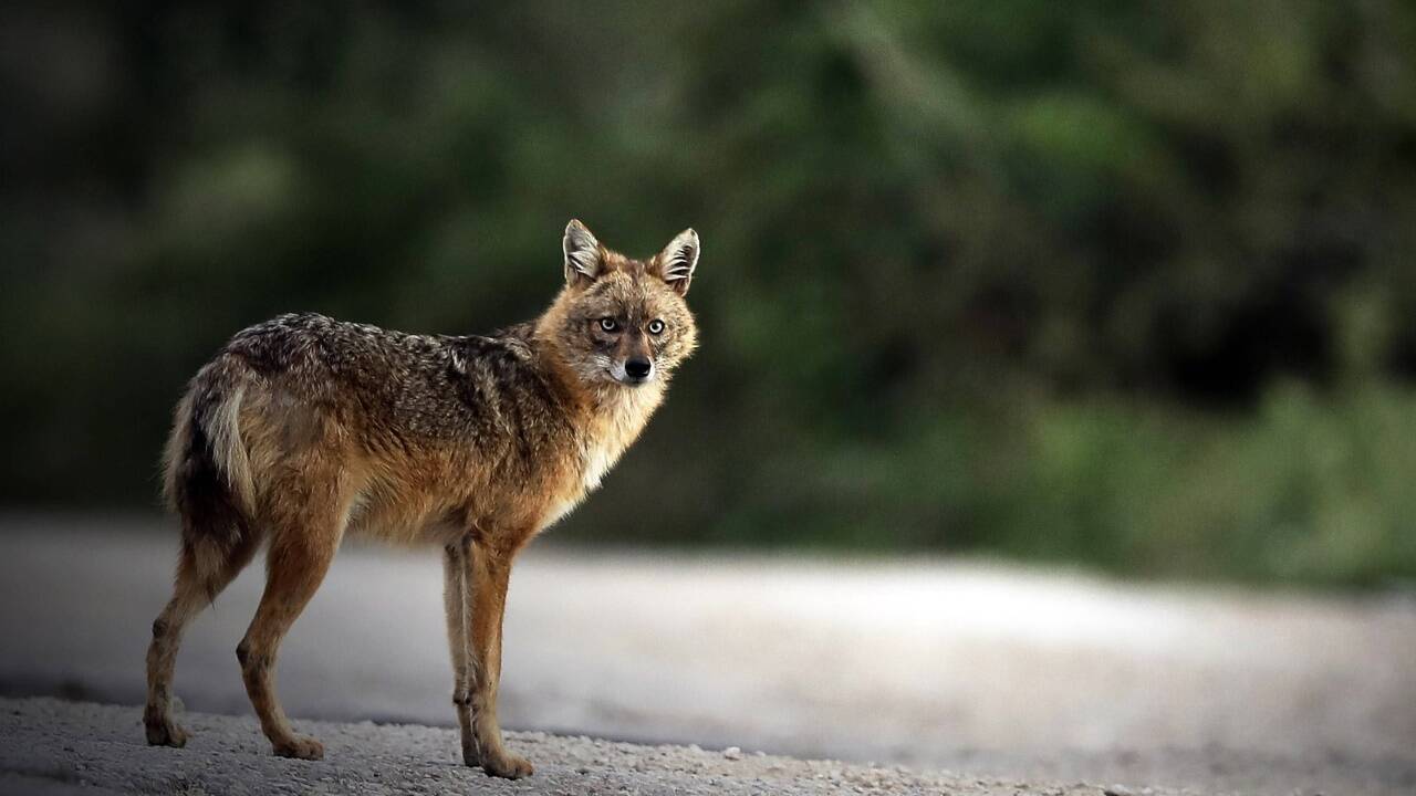 Die Tiere sind kleiner als Wölfe und ähneln eher Füchsen. 