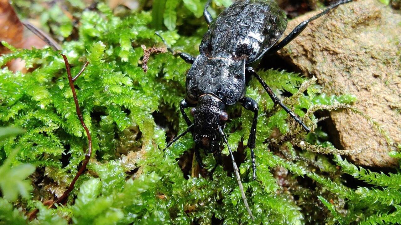 Der Schwarze Grubenlaufkäfer ist in der EU-weit geltenden FFH-Richtlinie geschützt. Eine Bürgerinitiative hat eine Population auf der Fläche der geplanten Tunnelbaustelle in Köstendorf ausfindig gemacht. Der Schwarze Grubenlaufkäfer ist in der EU-weit geltenden FFH-Richtlinie geschützt. Eine Bürgerinitiative hat eine Population auf der Fläche der geplanten Tunnelbaustelle in Köstendorf ausfindig gemacht.