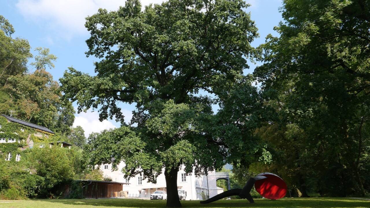 Auf diesem Areal im Park von Schloss Arenberg soll der Neubau entstehen.  