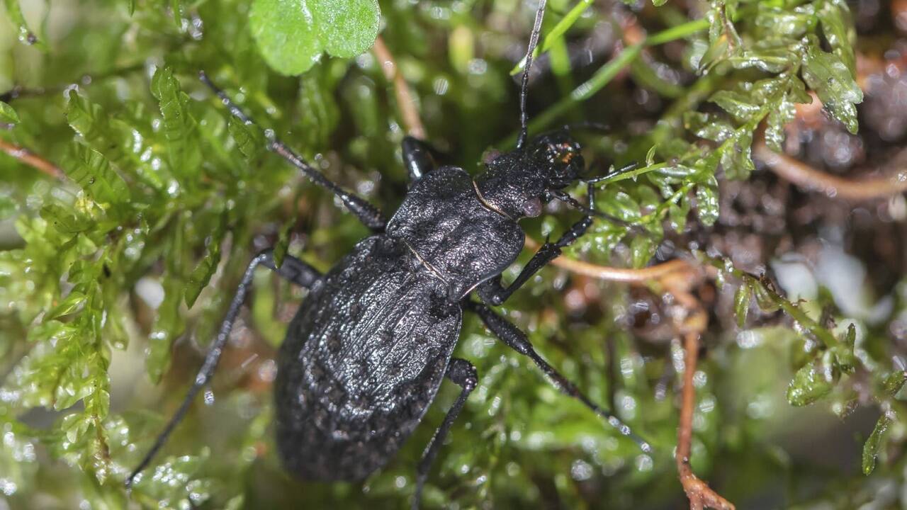 Naturwissenschafter haben im Auftrag einer Bürgerinitiative den Schwarzen Grubenlaufkäfer dort nachgewiesen, wo der Tunnel gegraben werden soll. 