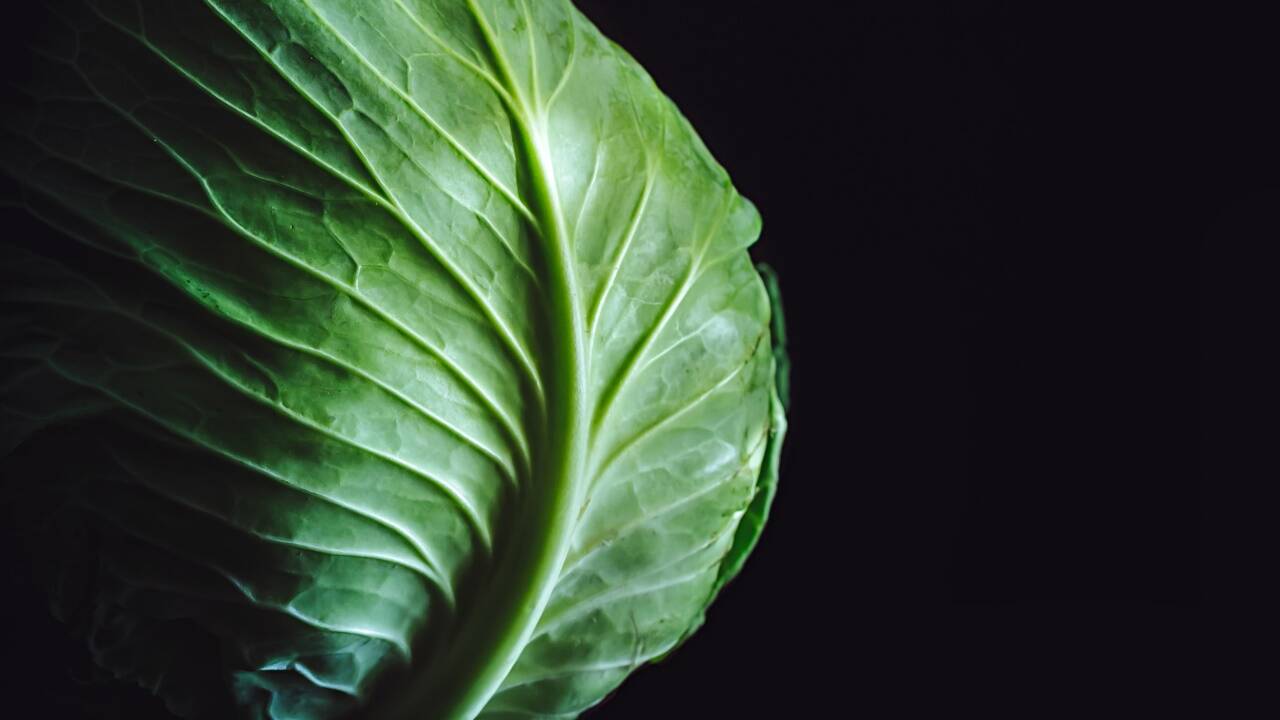 Kohl entwickelt das beste Aroma, wenn die Tage kürzer und kühler werden. 
