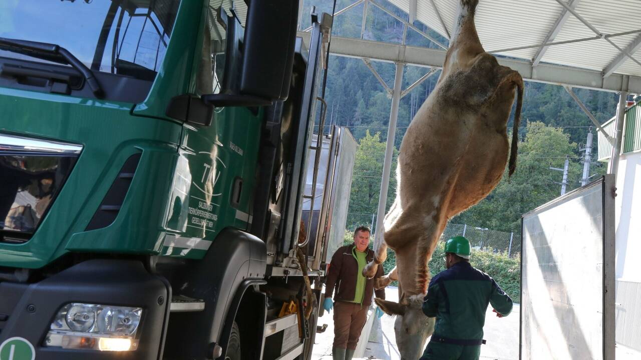 5703 Kälber, 2533 Kühe, 1318 Schafe, 537 Ziegen, aber auch 1027 Kleintiere wie etwa Hunde und Katzen landeten im Vorjahr bei der TKV-Sammelstelle in Pfarrwerfen.  