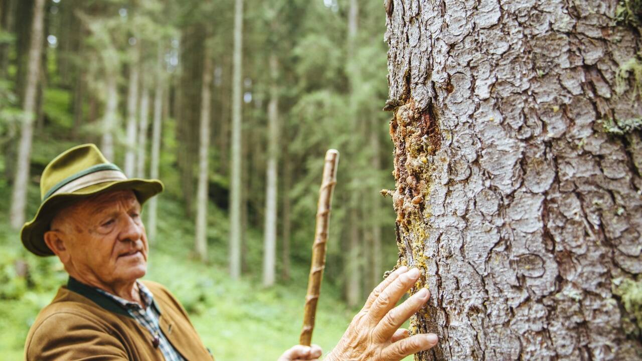 Der ehemalige Förster ist überzeugt: „Holz ist beseelt, es lebt und atmet, darin liegt eines seiner größten Geheimnisse.“  