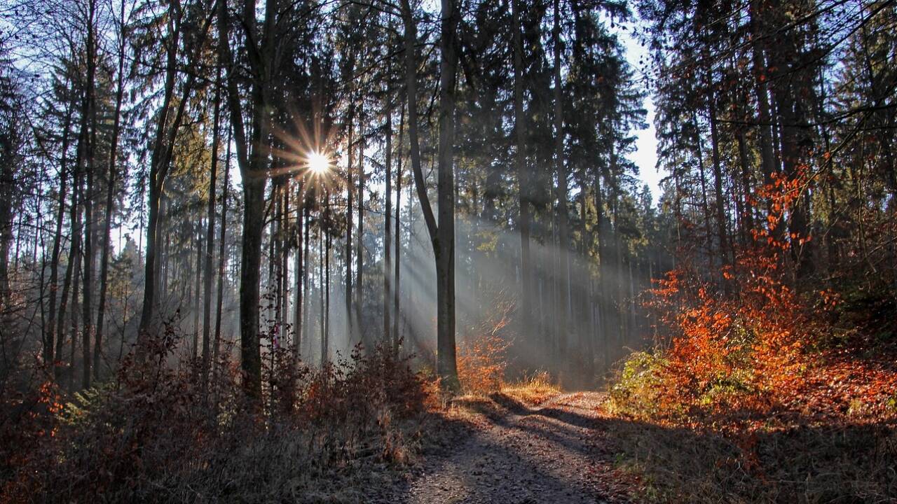 Ein Waldspaziergang eignet sich perfekt um neue Energie aufzutanken. 