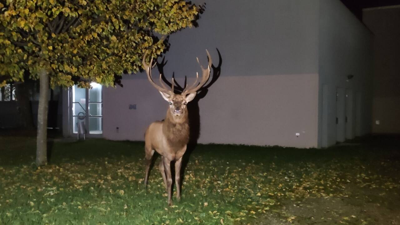 Der Hirsch ergriff die Flucht vor den Beamten, konnte wenig später aber gestellt werden. 