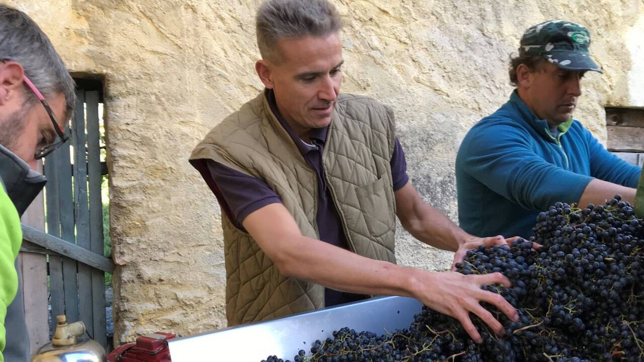 Johannes Volpini de Maestri bei der Traubenernte. 