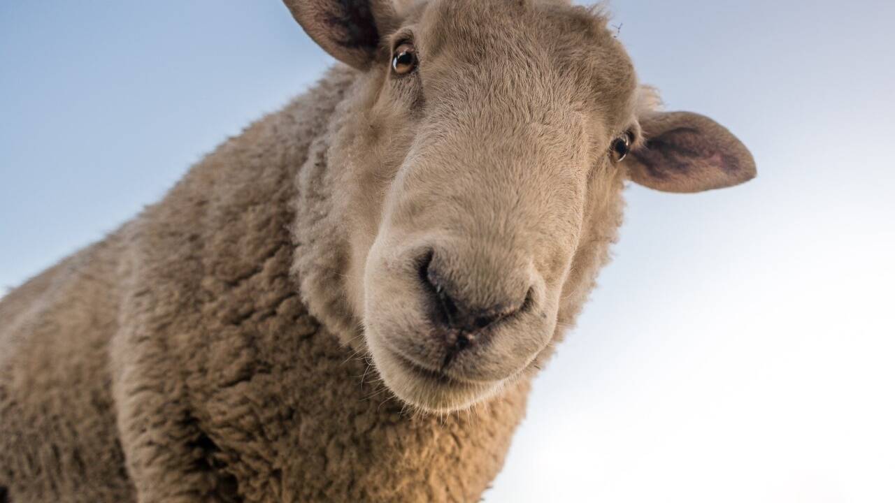 Die kalte Jahreszeit ruft Erinnerungen an kratzige Wollpullover in Übergröße hervor. Doch die Zeiten haben sich geändert - die weiche, funktionale und atmungsaktive Merinowolle ist bei Outdoor-Kleidung nicht mehr wegzudenken. 