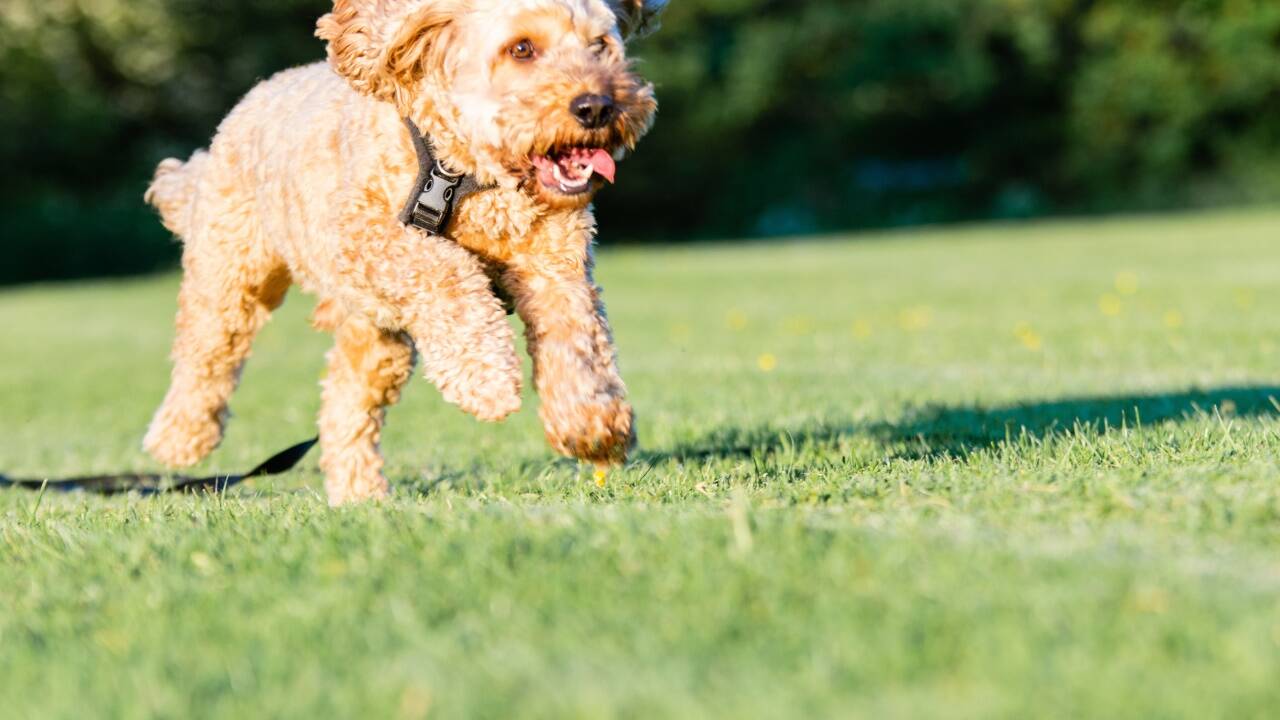Kennen Sie den? Schlappohren vom Cockerspaniel, Fell vom Pudel: ein Cockapoo. Kennen Sie den? Schlappohren vom Cockerspaniel, Fell vom Pudel: ein Cockapoo.