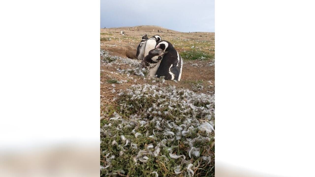 Kuscheln gegen die Kälte: Magellan-Pinguine auf der Isla Magdalena. 