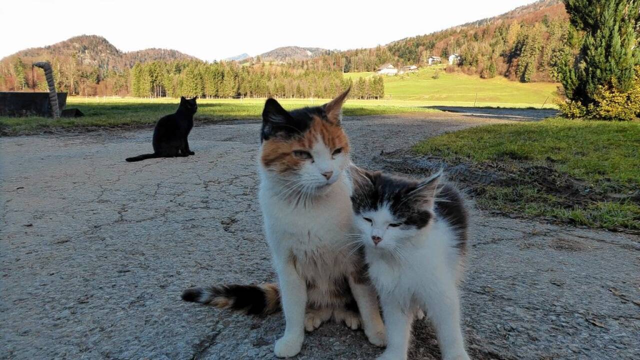 Katzen-Familienglück beim Hof Untergadorten.  