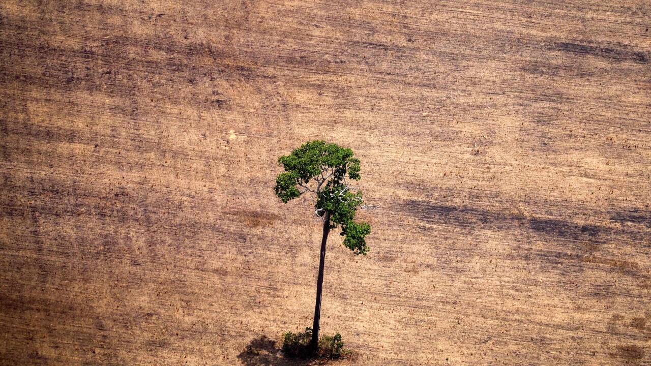 Die Zerstörung des brasilianischen Amazonas-Regenwalds geht voran: Wie aus einer Auswertung von Satellitenbildern der brasilianischen Weltraumbehörde Inpe hervorgeht, wurden innerhalb eines Jahres 11.088 Quadratkilometer Regenwald zerstört – das ist eine Fläche fast so groß wie Oberösterreich und so viel wie seit zwölf Jahren nicht mehr. 