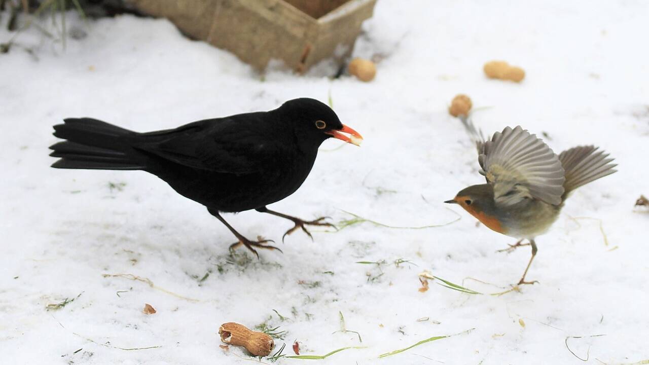 Ein mutiges Rotkehlchen leistet Widerstand gegen die Allmacht der Amsel. Ein mutiges Rotkehlchen leistet Widerstand gegen die Allmacht der Amsel.