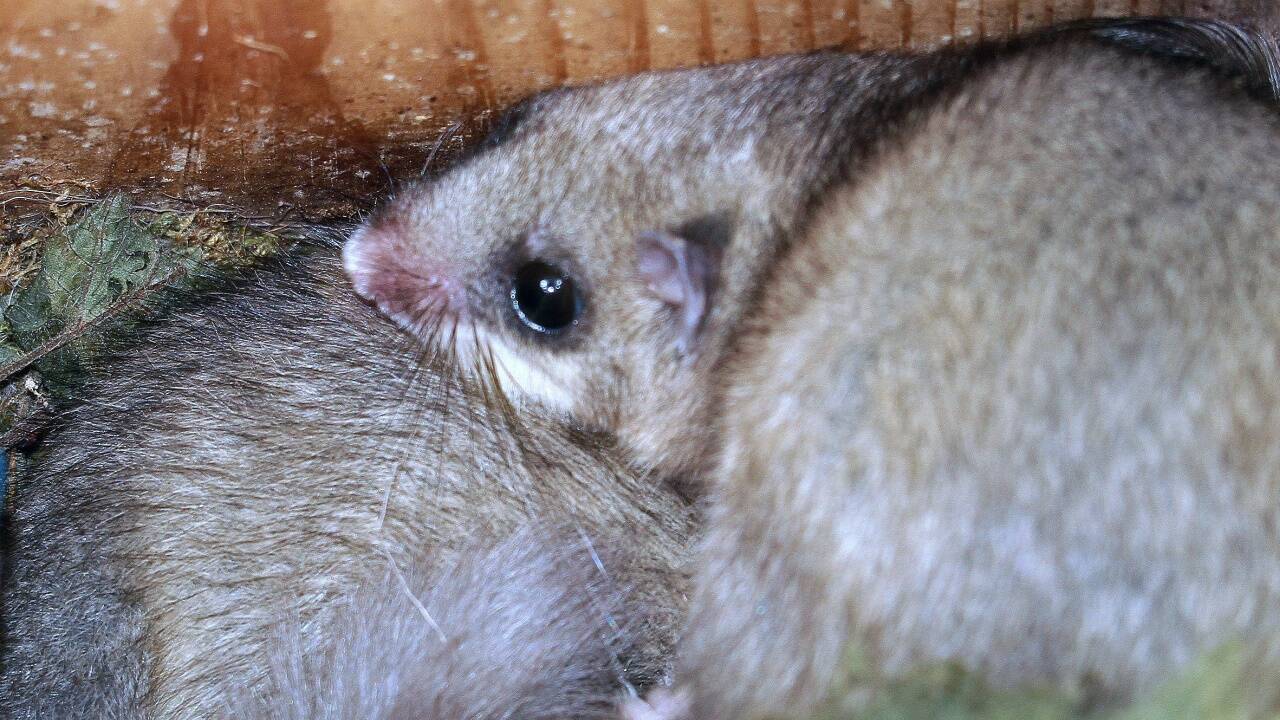 Der Naturschutzbund Österreich ernannte den Siebenschläfer (Glis glis) zum Tier des Jahres. 
