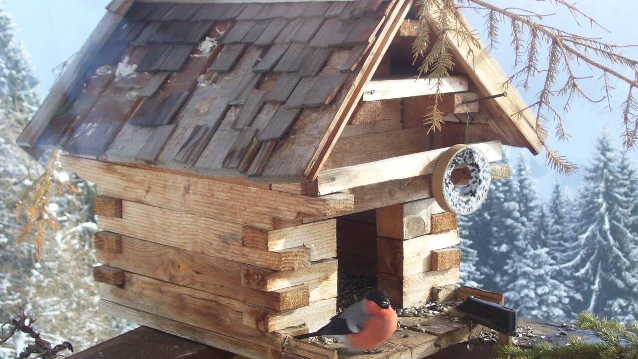 Herr Gimpel allein zu Haus: Das Futterhaus im Landhausstil ist vielen anderen Arten unheimlich.  