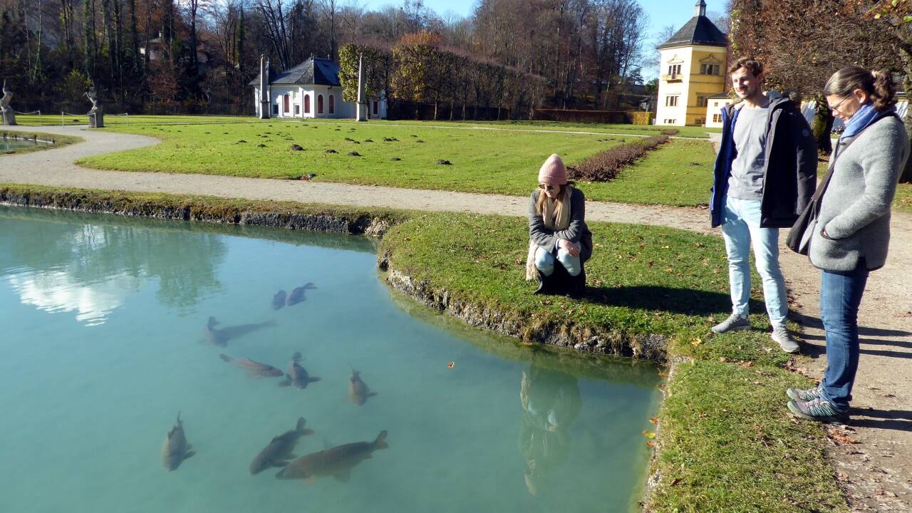 Die Hellbrunner Weihnachtskarpfen haben nichts zu befürchten. Die Hellbrunner Weihnachtskarpfen haben nichts zu befürchten.