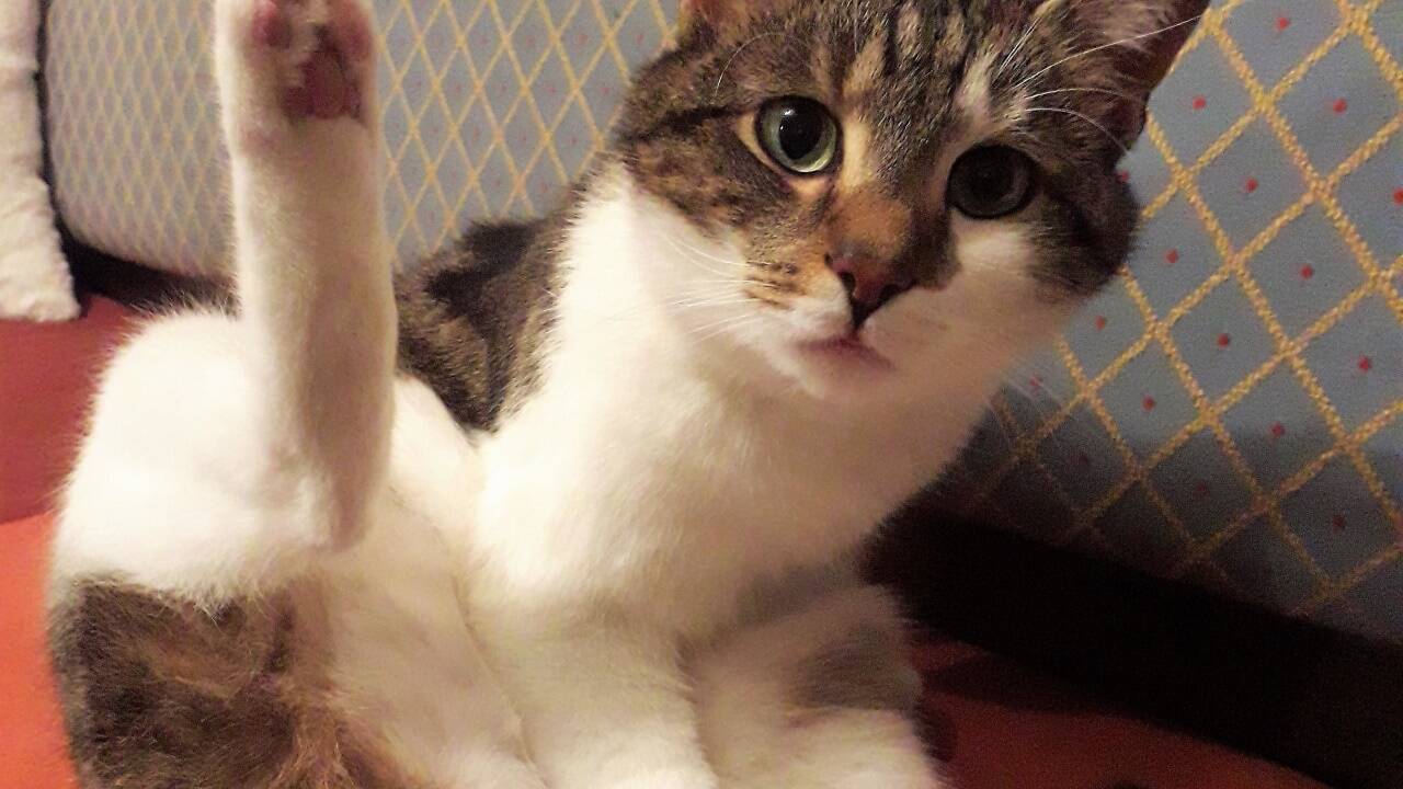 Lieber einsam als zweisam: Katerchen Clooney mag keine Artgenossen in seinem Heim. 