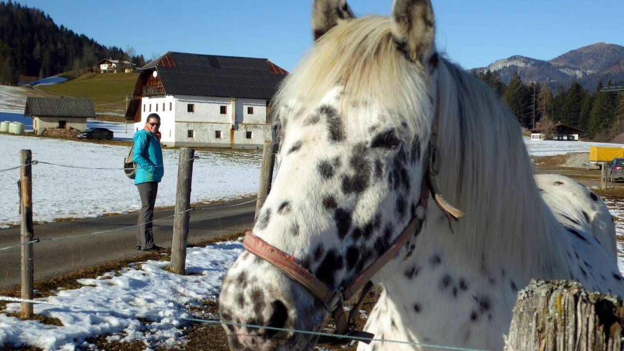 Der Noriker-Schecke vom Schiemhof. Gegenüber, am alten Hof vorbei, zweigt der Weg ab. Der Noriker-Schecke vom Schiemhof. Gegenüber, am alten Hof vorbei, zweigt der Weg ab.