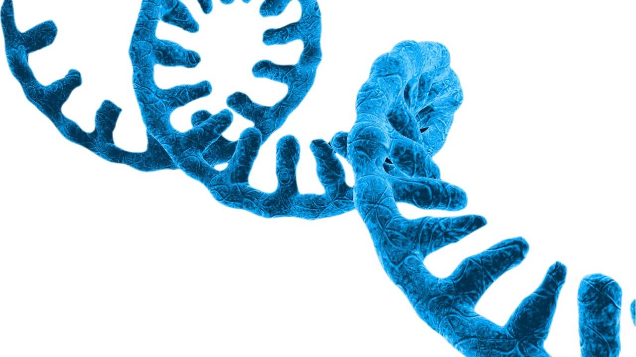 Coronaviren sind umhüllte RNA-Viren und verfügen über ein einzelsträngiges RNA-Genom. 