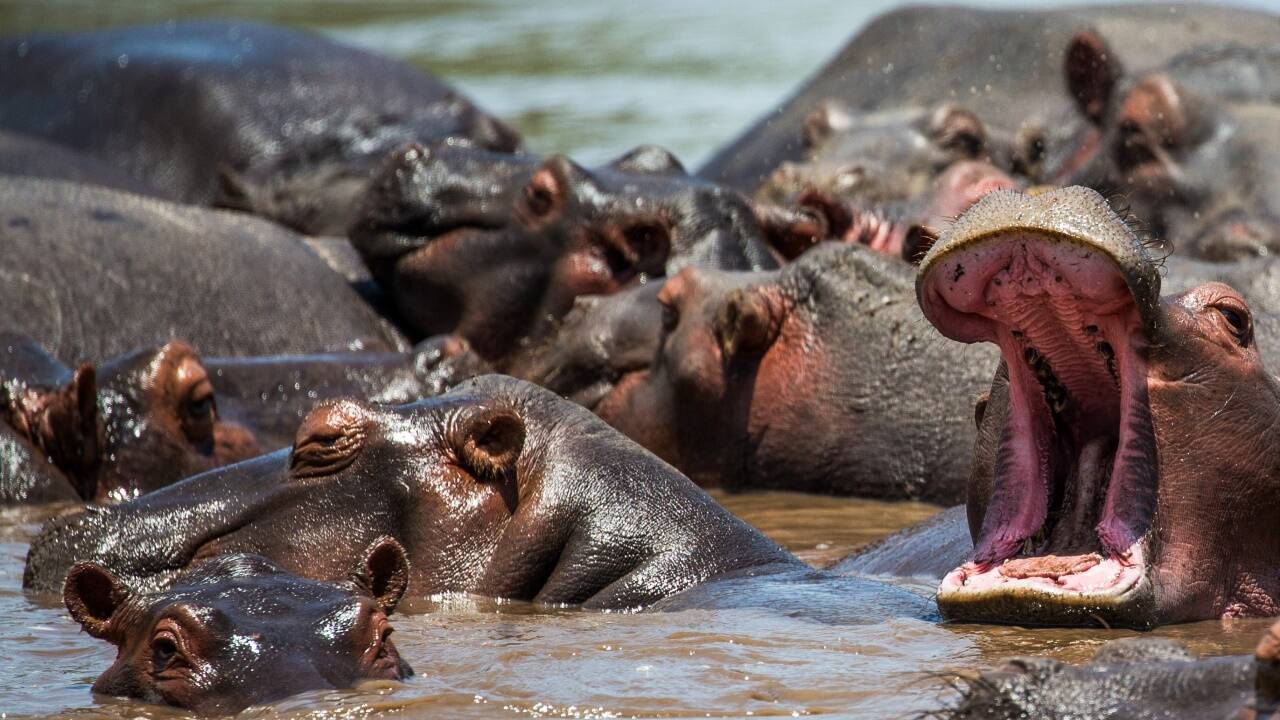 Die Nilpferde sind ein Problem. 