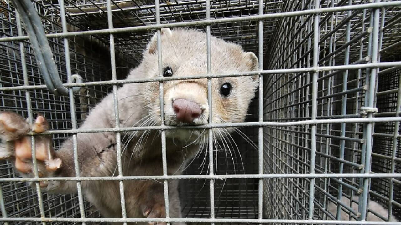 Pelztierfarmen könnten ein Hort für Viruserkrankungen sein, sagen Forschende.  