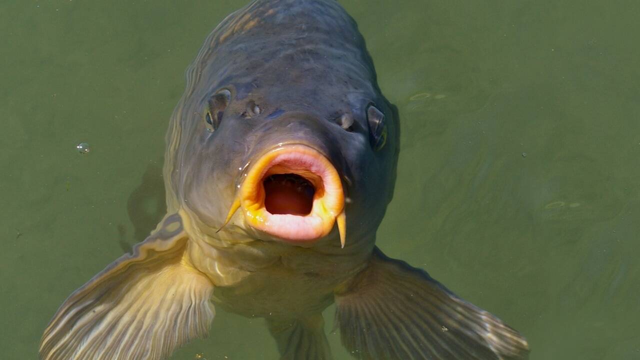 Auch Fische schütten Stress- und Kuschelhormone aus, zeigen Meide- und Wohlfühlverhalten. Auch Fische schütten Stress- und Kuschelhormone aus, zeigen Meide- und Wohlfühlverhalten.