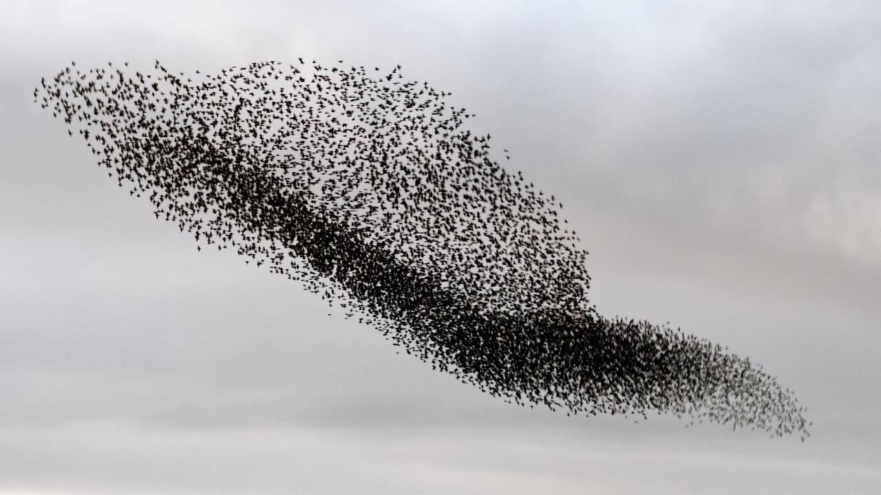 Menschen halten sich mehr an das, was der Schwarm tut als an gesetzliche Regeln, sagt ein Sozialpsychologe. 