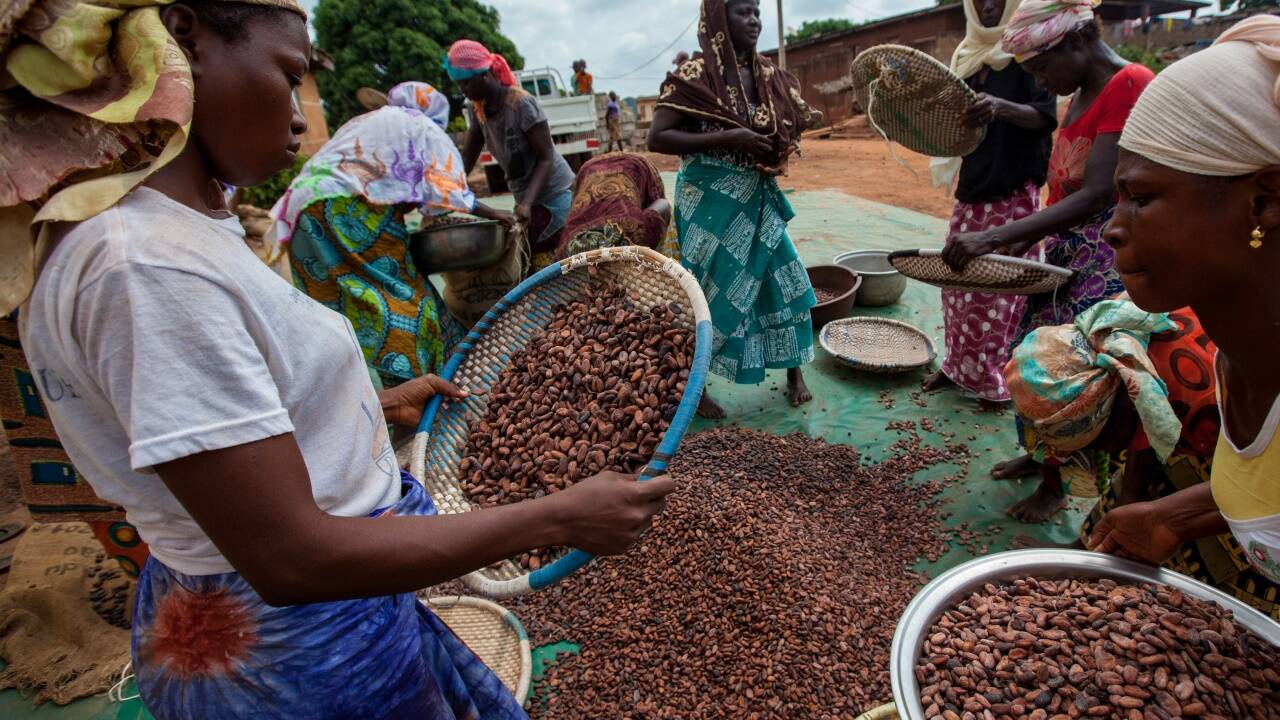 Mehr als 60 Prozent der weltweiten Kakaomengen kommen aus der Elfenbeinküste und Ghana. Mehr als 60 Prozent der weltweiten Kakaomengen kommen aus der Elfenbeinküste und Ghana.