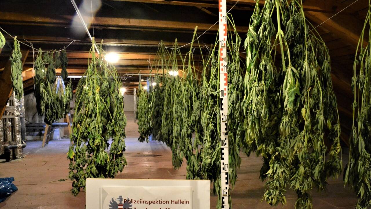Cannabis wurde im Dachboden in Oberalm getrocknet.  