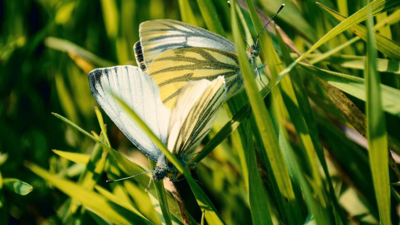 Viele Gartenbesitzer/innen wünschen sich einen perfekten grünen Rasen. 